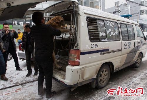 长春今日共计收缴大型犬8只 宠物店的也被收缴