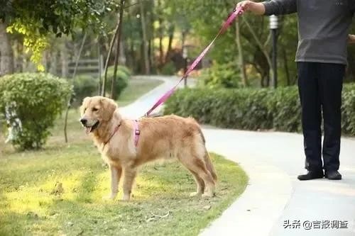 长春市养犬管理条例来了！应该怎么养，哪些不能养，哪些行为将被处罚？