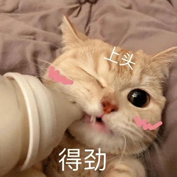 当一只猫有这些表现说明你养猫很失败骗不了人的！