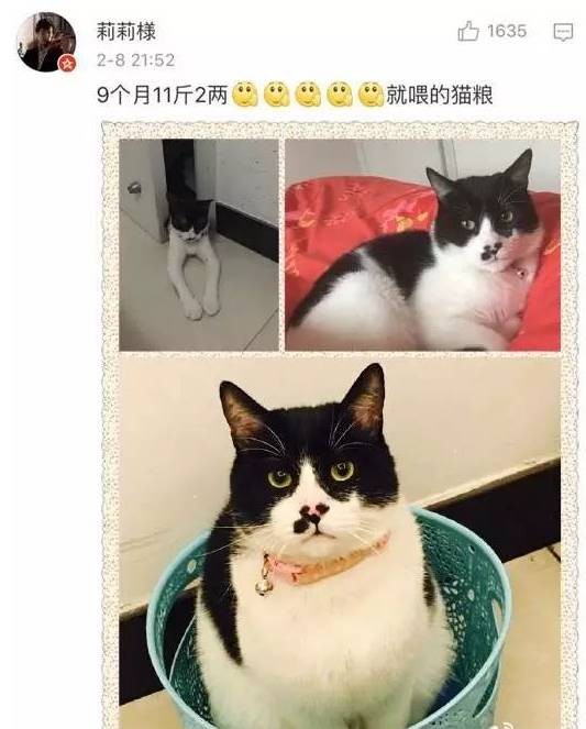 猫猫小时候VS长大后铲屎官们都开始怀疑人生了哈哈哈！