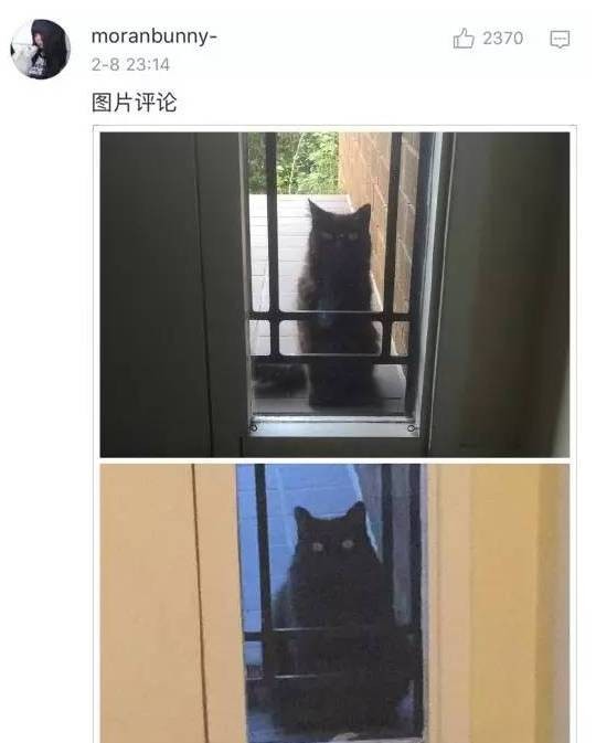 猫猫小时候VS长大后铲屎官们都开始怀疑人生了哈哈哈！