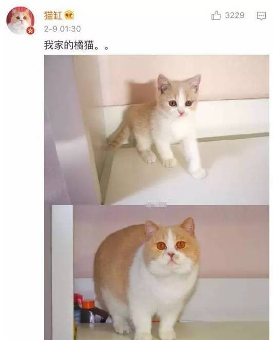 猫猫小时候VS长大后铲屎官们都开始怀疑人生了哈哈哈！