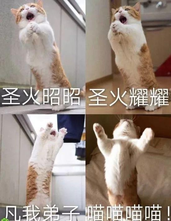 古书记载：听见猫说人话会有好事发生