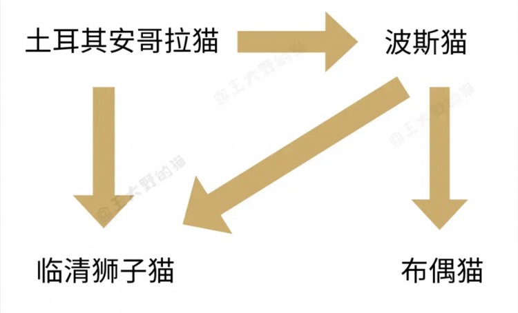 想养颜值高的长毛猫可是布偶猫太贵其实中国大白猫一点也不差