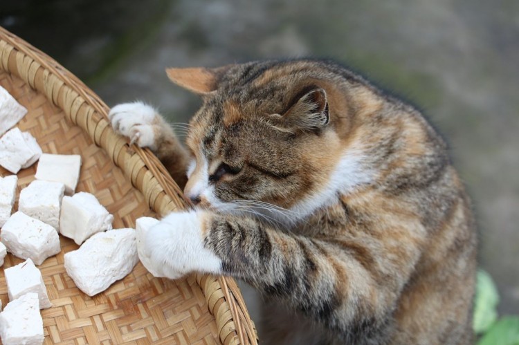 买猫一时爽养猫火葬场养猫需三思