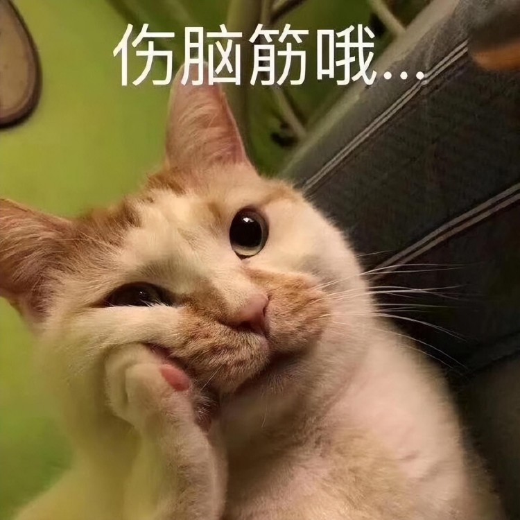 买猫一时爽养猫火葬场养猫需三思