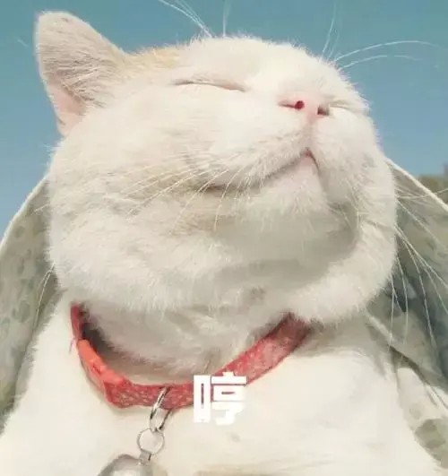 一只猫咪到底能够有多矫情