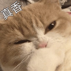 一只猫咪到底能够有多矫情