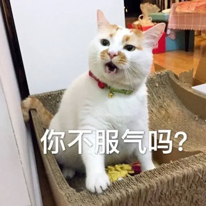 一只猫咪到底能够有多矫情