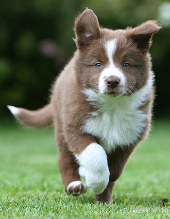 犬种百科之边境牧羊犬