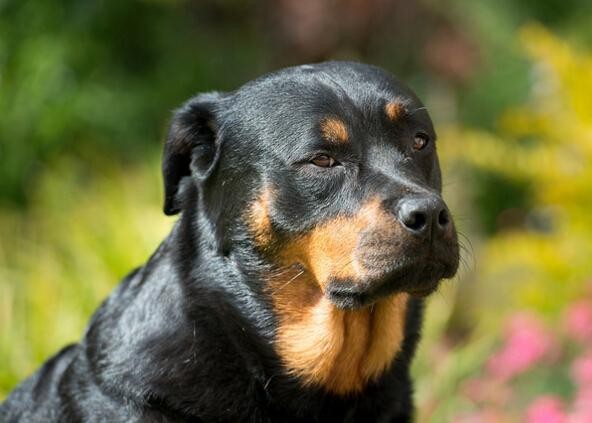 犬种百科之罗威纳犬