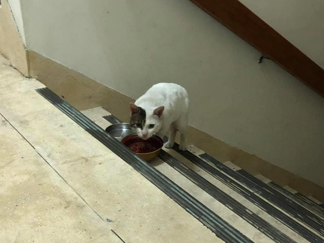 流浪猫为了一顿饭爬20楼！身世坎坷，被收养后才过上好日子