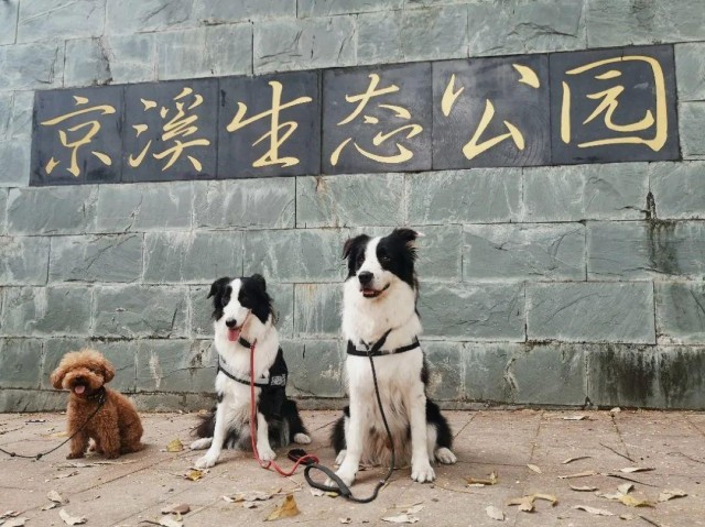 广州能带狗狗爬山的好地方！还有训犬师陪同边玩边学