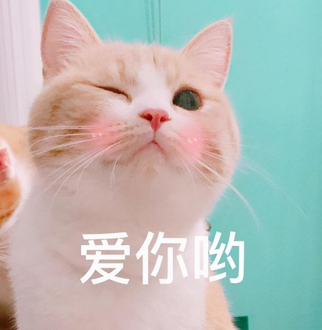 看到养猫的坏处，还想养，那真的很爱猫