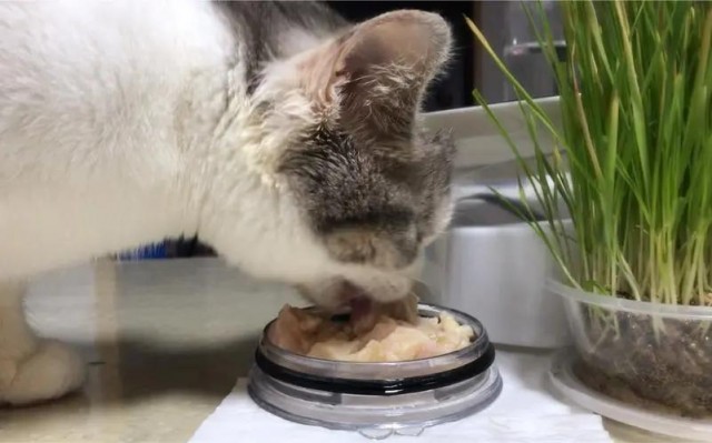 给猫吃鸡胸肉怎么做？ 给猫吃鸡胸肉要注意什么？