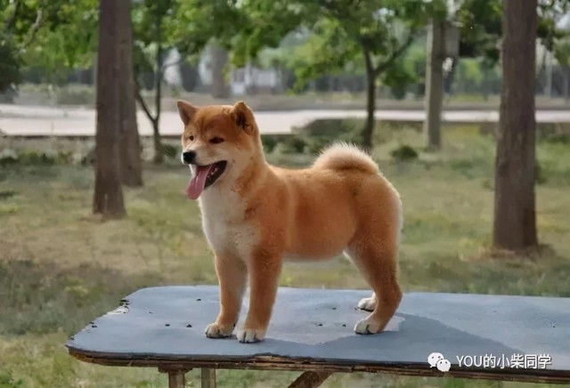 刚到家的柴犬一天喂几顿，每餐喂多少狗粮