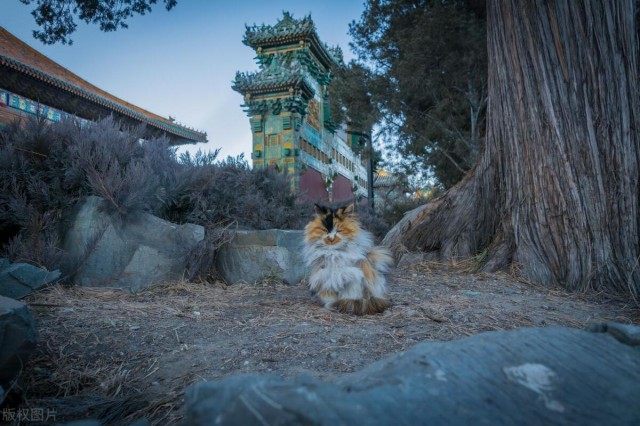 我们怎样正确的对待流浪猫和宠物猫呢