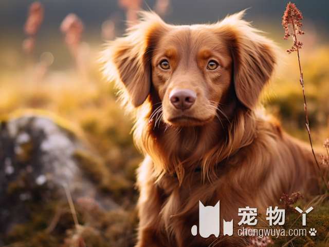 长春木卡犬屋，宠物犬专售店，为什么这么受人欢迎?