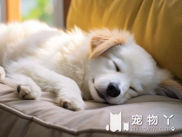 拉布拉多是大型犬还是中型犬？有多大？好不好养？