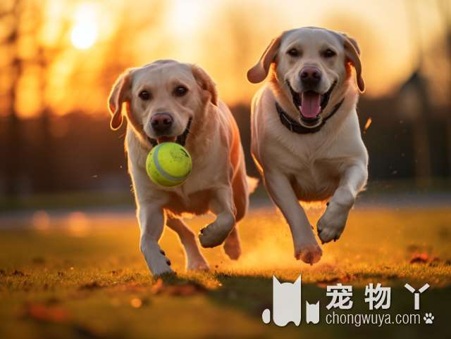 金毛犬德牧特点？