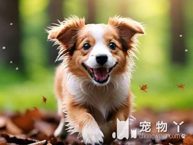 长春木卡犬屋：最可爱的宠物犬专售店，你的梦中情狗在这里吗?