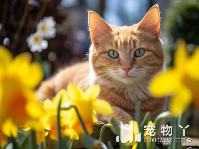 英国短毛猫怎么喂养？