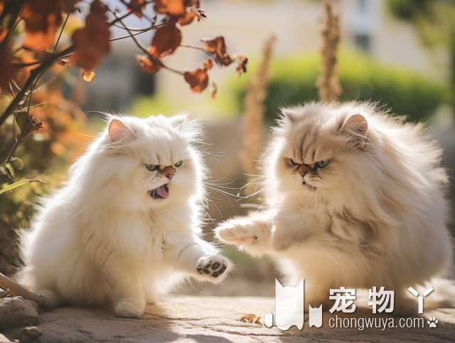 宠物猫狗五星好评，非常值得去的销售中心吗?