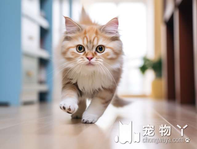 长春木卡宠物购猫体验馆：最专业的猫咪售后保障 我的神秘猫妹妹来自于这里?