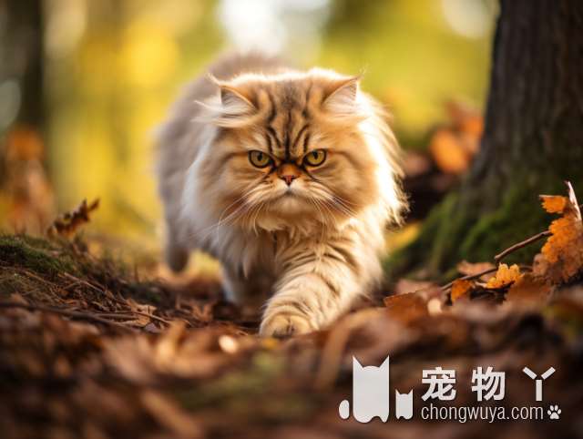 长春木卡宠物购猫体验馆，是如何让你找到心仪的猫咪的?