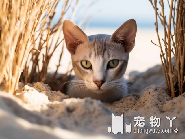 长春派多格宠物：你见过这么可爱的猫猫吗？