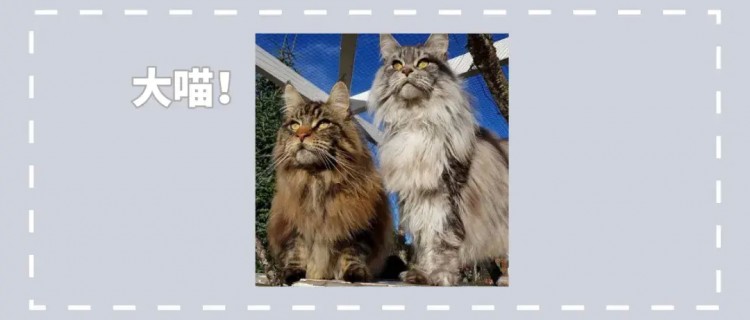 一组大体型猫咪图片：缅因猫霸气，布偶猫可爱，麻烦帮我打包