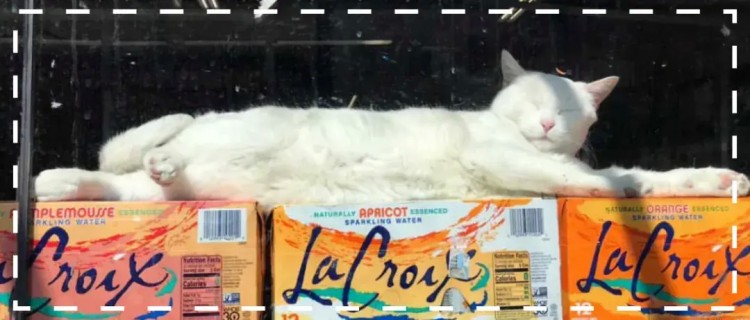 50张便利店的猫咪图片：超级治愈，赶走一天的坏心情